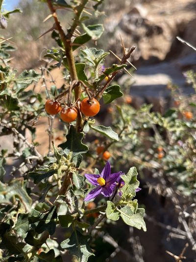 Solanum humile, photographed by Matt Berger
