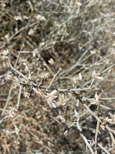 Calicorema capitata, photographed by Matt Berger