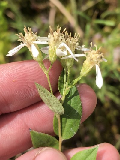 Doellingeria sericocarpoides, photographed by Sam Kieschnick