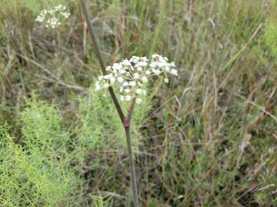 Tiedemannia filiformis, photographed by Arturo Santos