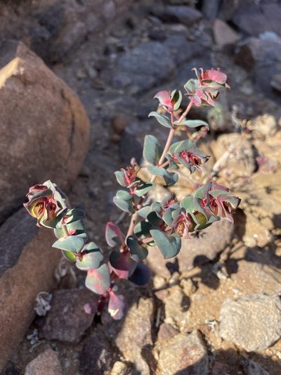 Euphorbia phylloclada, photographed by Matt Berger