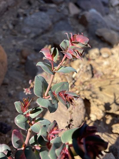 Euphorbia phylloclada, photographed by Matt Berger