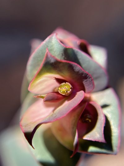 Euphorbia phylloclada, photographed by Matt Berger
