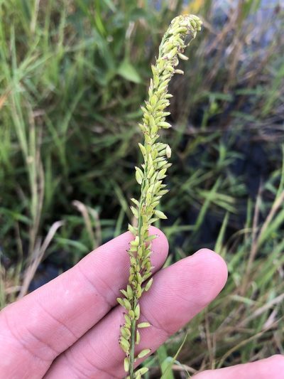 Sacciolepis striata, photographed by Sam Kieschnick