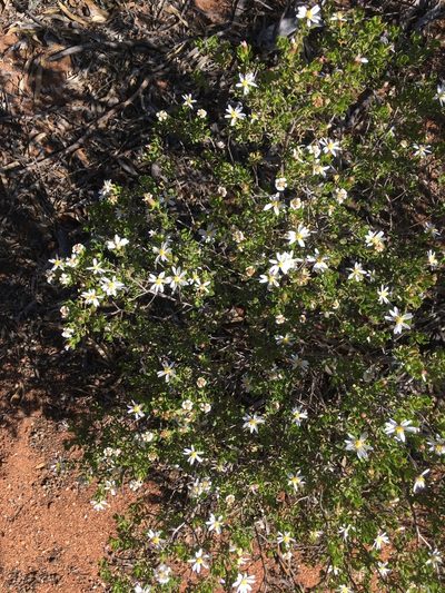 Olearia calcarea, photographed by Paul Coddington