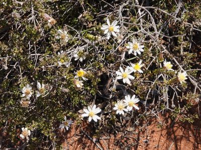 Olearia calcarea, photographed by Paul Coddington
