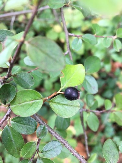 Cotoneaster nitens, photographed by Ed Alverson