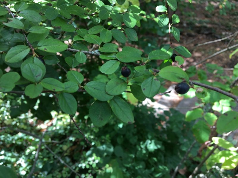 Cotoneaster nitens, photographed by Ed Alverson
