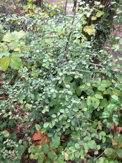 Cotoneaster nitens, photographed by Ed Alverson