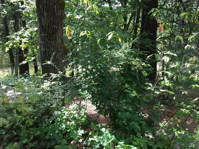 Cotoneaster nitens, photographed by Ed Alverson