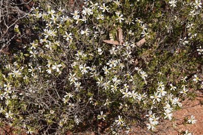 Olearia calcarea, photographed by Paul Coddington