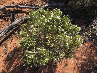 Olearia calcarea, photographed by Paul Coddington