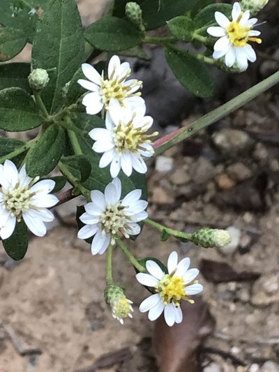 Aster baccharoides, photographed by Scott Edmunds