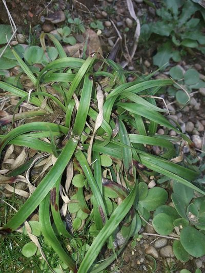 Luzula banksiana, photographed by naturewatchwidow
