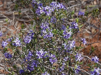 Halgania andromedifolia, photographed by Paul Coddington
