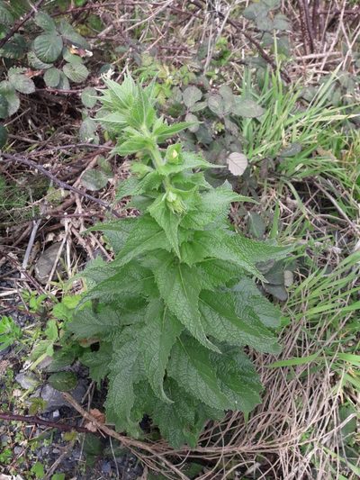 Verbascum creticum, photographed by naturewatchwidow