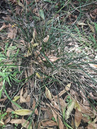 Carex cyanea, photographed by naturewatchwidow