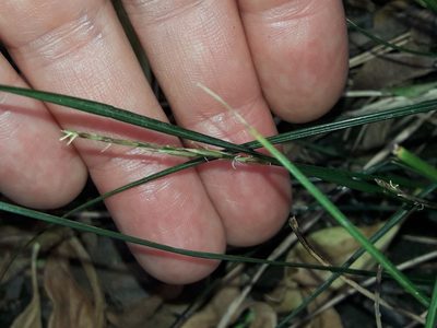Carex cyanea, photographed by naturewatchwidow