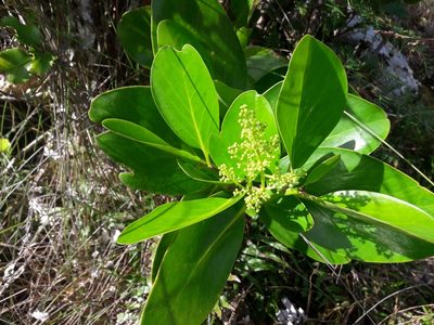 Griselinia lucida, photographed by naturewatchwidow