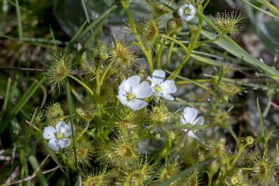 Drosera hookeri, photographed by Andrew Allen