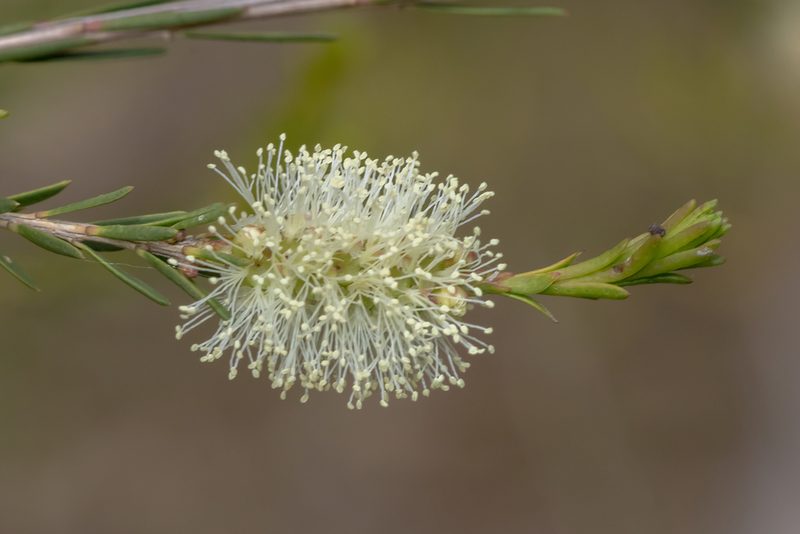 Melaleuca ericifolia, photographed by Andrew Allen