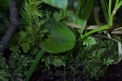 Corybas hatchii, photographed by Christopher Stephens