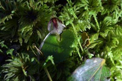 Corybas hatchii, photographed by Christopher Stephens