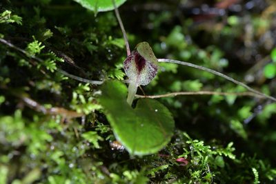 Corybas hatchii, photographed by Christopher Stephens