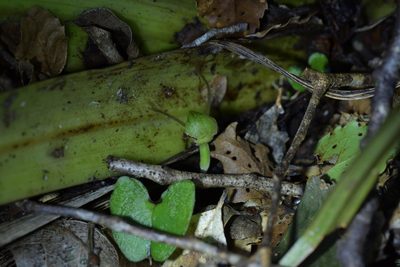 Corybas vitreus, photographed by Christopher Stephens