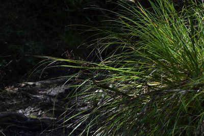 Gahnia pauciflora, photographed by Christopher Stephens