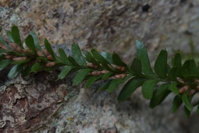 Tmesipteris tannensis, photographed by Christopher Stephens
