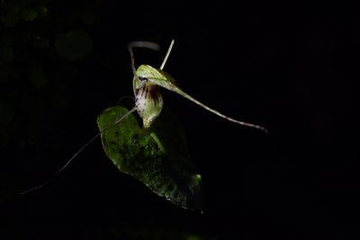 Corybas acuminatus, photographed by Christopher Stephens