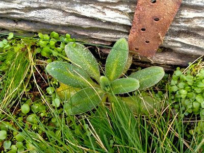 Myosotis rakiura, photographed by John Barkla