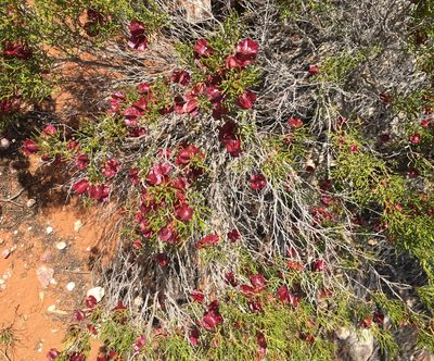 Dodonaea stenozyga, photographed by Paul Coddington