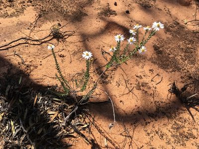 Olearia pimeleoides, photographed by Paul Coddington
