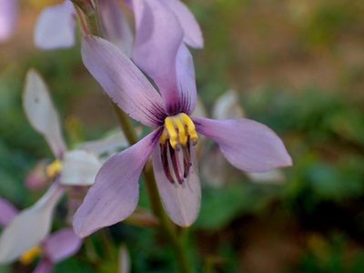 Cyanella orchidiformis, photographed by Peter Warren