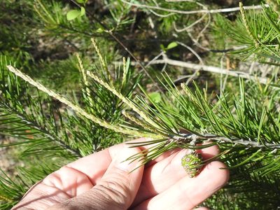 Pinus remota, photographed by Sam Kieschnick