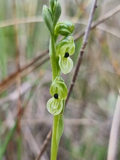 Pterostylis bicolor, photographed by Richard Dimon