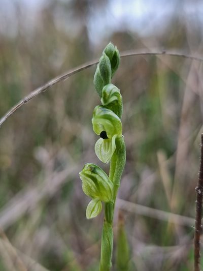 Pterostylis bicolor, photographed by Richard Dimon