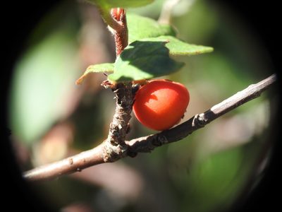 Cotoneaster integerrimus, photographed by Yves Bas