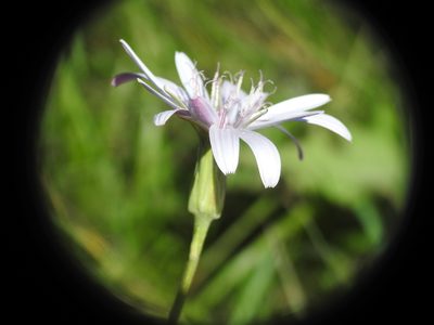 Scorzonera purpurea, photographed by Yves Bas