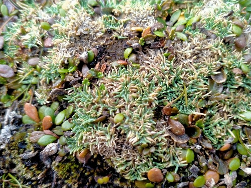 Agrostis muscosa, photographed by John Barkla