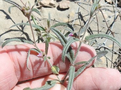 Boerhavia linearifolia, photographed by Sam Kieschnick