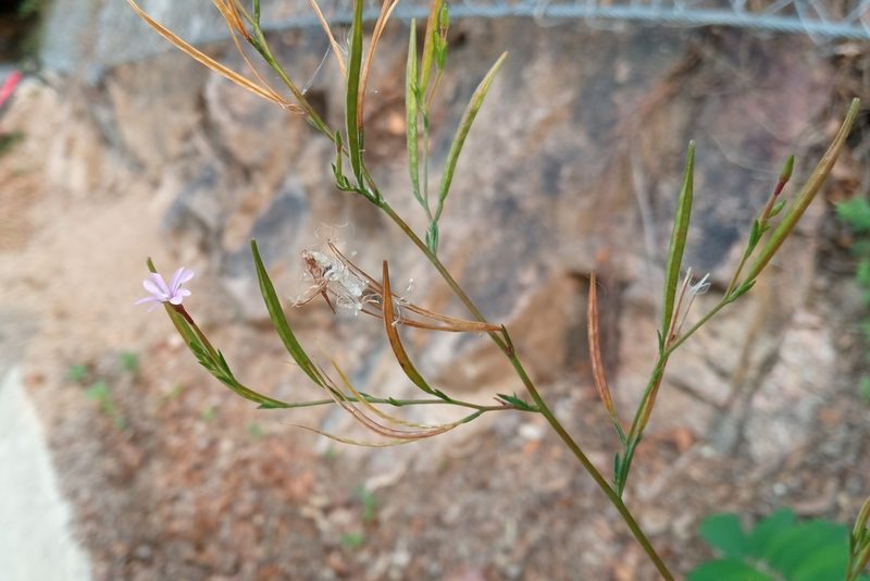 Epilobium brachycarpum, photographed by Josep Gesti
