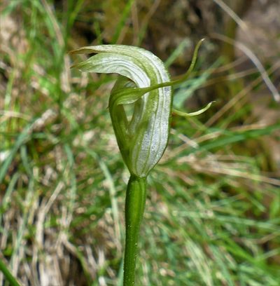 Pterostylis alpina, photographed by John Cull