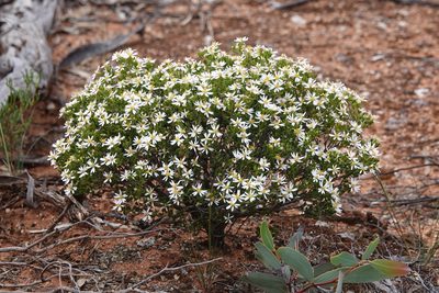 Olearia muelleri, photographed by Paul Coddington