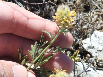 Dalea rubescens, photographed by Sam Kieschnick