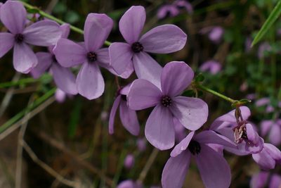 Tetratheca ciliata, photographed by John Cull