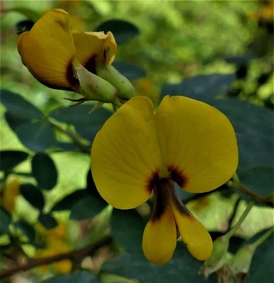 Goodia lotifolia, photographed by John Cull