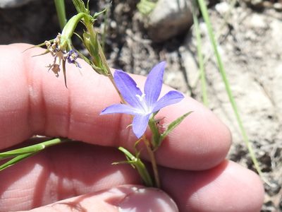 Triodanis coloradoensis, photographed by Sam Kieschnick